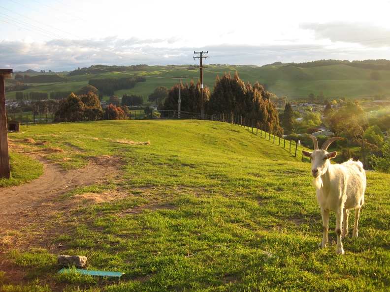 John s Backyard with Ollie the Goat